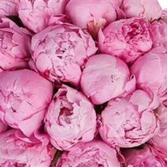 Perfect peony bouquet