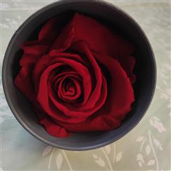 A Preserved Everlasting Rose