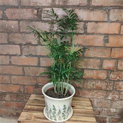 Potted Palm
