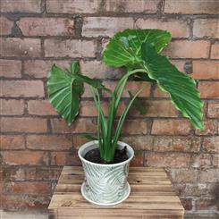 Potted Alocosia 