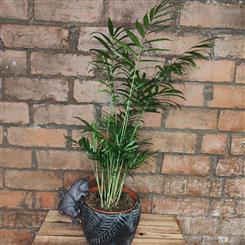 Palm, pot and cat hanger 